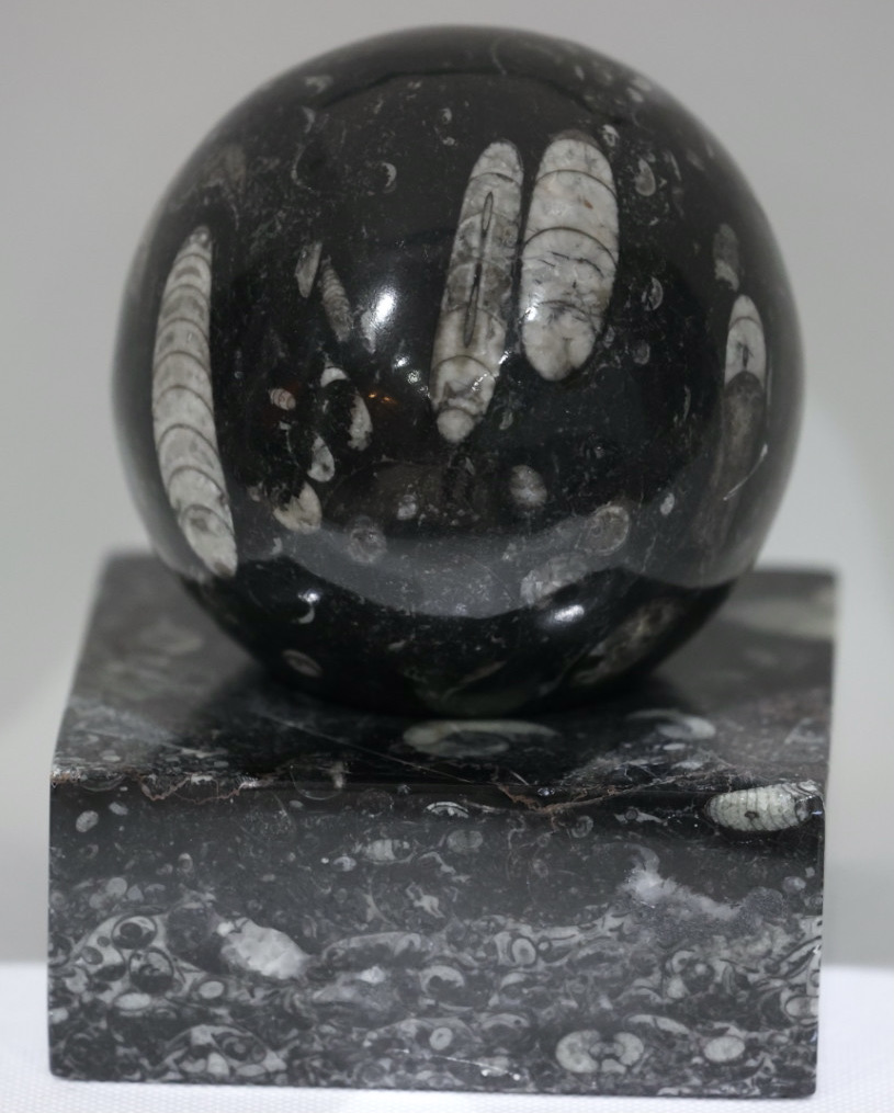 Orthoceras Fossil Sphere