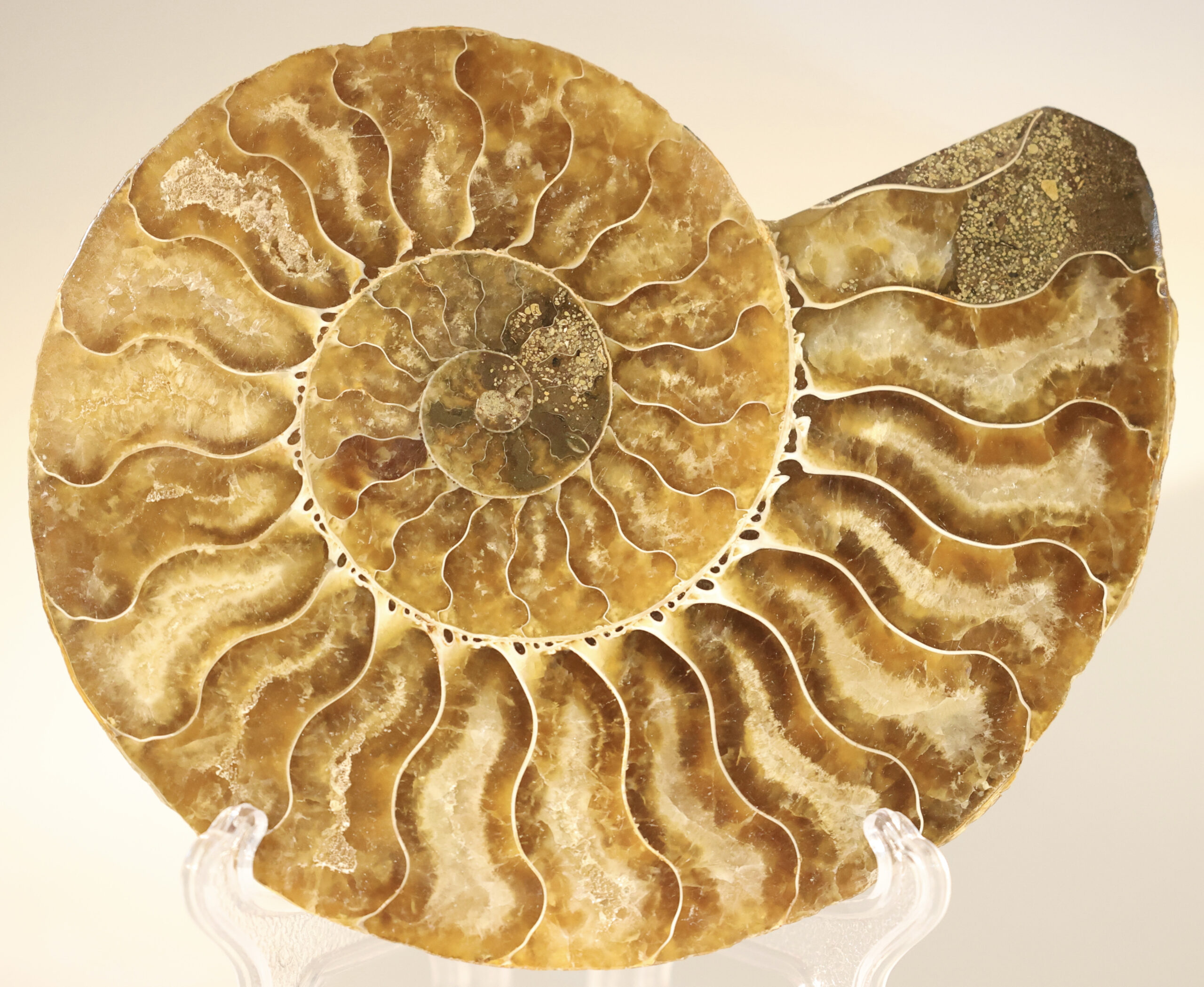 Ammonite — Cleoniceras (Madagascar)