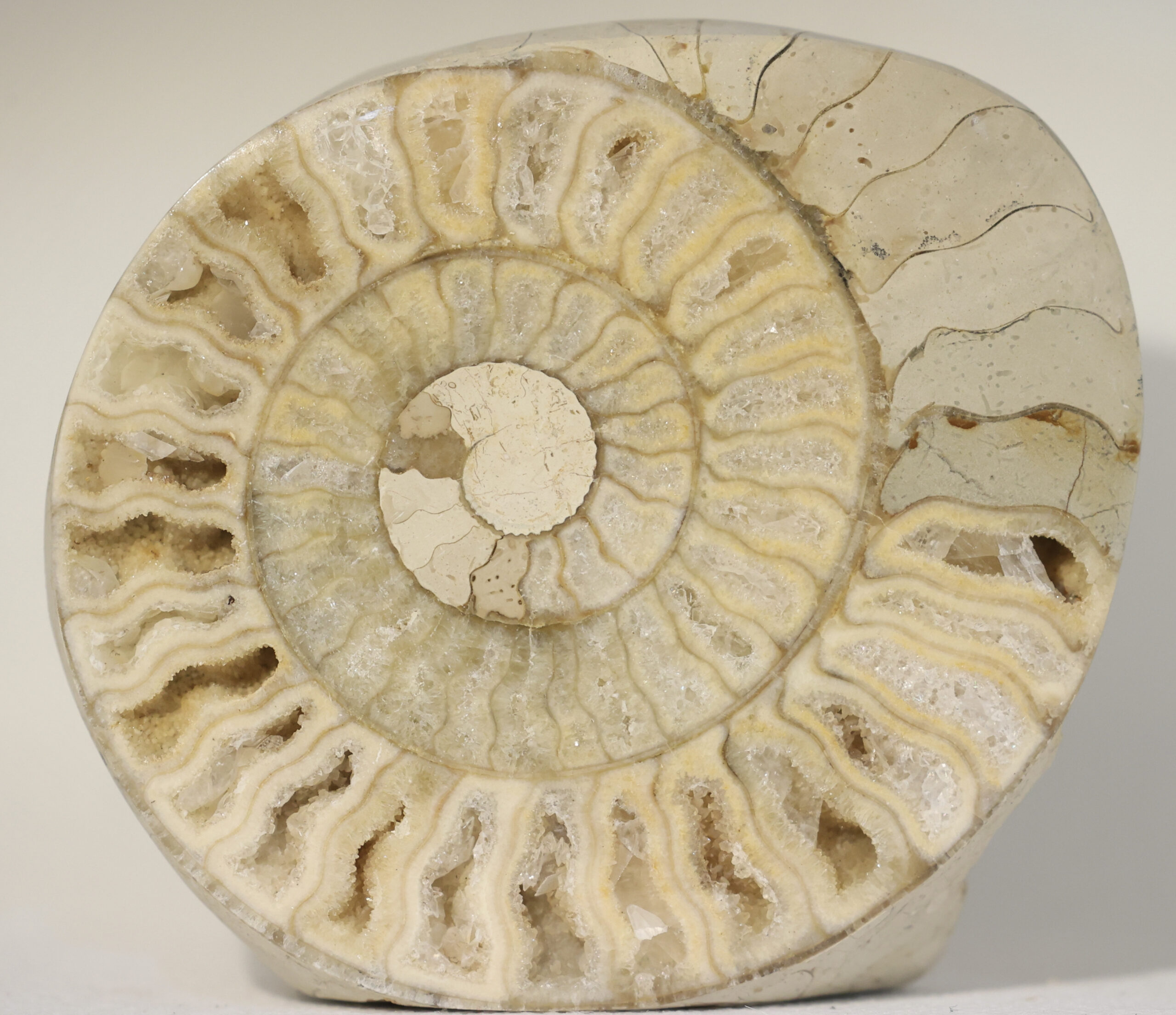 Ammonite — Cut & Polished