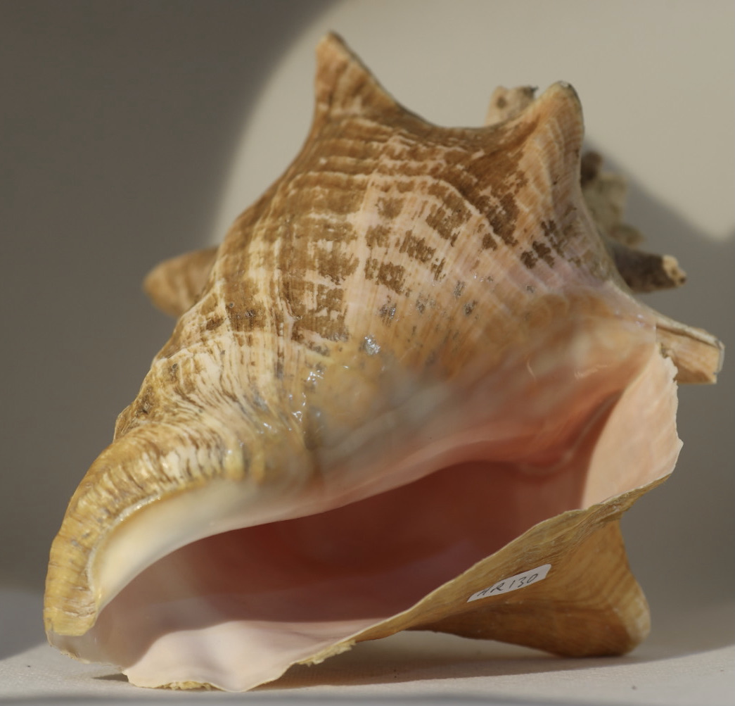 Conch