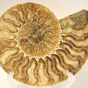 Ar101 Ammonite Half Cleoniceras Sp. Cretaceous Madagascar