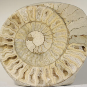 Ar103  Ammonite Cut and Polished